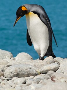 World Penguin Day 2025: 10 Best Places to See Penguins in the Wild