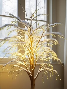 Gardening tips: How to grow Snow Willow plant indoors