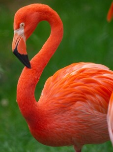 10 Best Lakes & Sanctuaries in India to See Flamingo Birds
