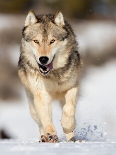 Tracking the Wild: Top 10 Wolf Sighting Spots in India