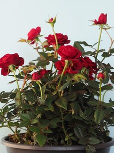How to grow and maintain Rose Plant at home: 9 gardening tips