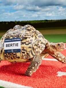 Bertie: Meet the Fastest Tortoise in the World