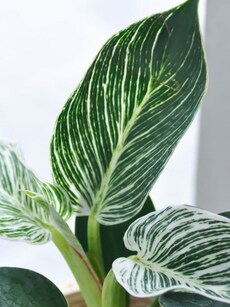 10 ways to care for Philodendron Birkin, popular indoor plant