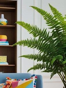 Best indoor plants: 9 easy ways to grow Ferns in living room