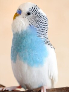 Puck: Meet The Bird That Knows Over 1,700 Words