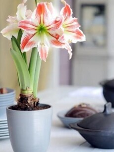 Gardening tips: 9 ways to care for Amaryllis flowers indoors