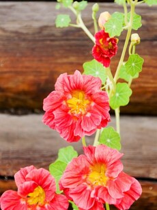 Gardening tips: Grow Nasturtiums to purify indoor air quality