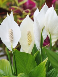 Gardening tips: 9 easy ways to grow and care for Peace Lily plant