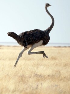 Meet the Fastest-Running Bird in the World