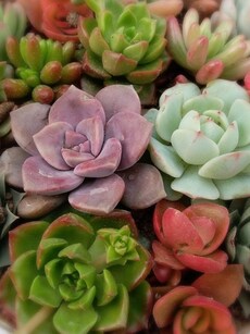 Gardening tips: 9 benefits of growing succulents at home