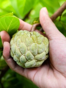 9 health benefits of custard apple in your daily fruit diet