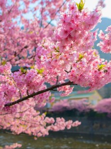 10 Rare and Exotic Summer Flowers to Discover in India