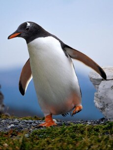 Meet Gentoo: The Fastest Penguin in the World