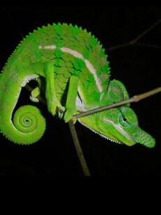 Meet Labord’s Chameleon: World’s Shortest-Lived Lizard