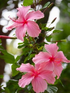 Gardening tips: 10 benefits of growing hibiscus in balcony