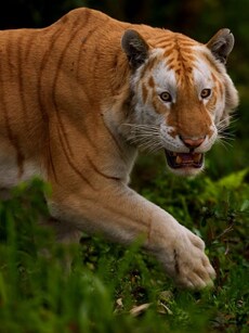 Discover Where You Can Spot the Rare Golden Tiger in India