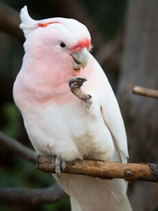 Cookie: Meet the Oldest Living Parrot in the World