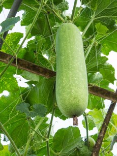 Diet tips: 10 health benefits of eating bottle gourd