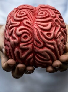 Neurons to memories: 8 amazing ways in which your brain works