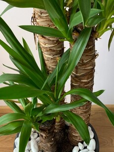 Gardening tips: 9 ways to grow and take care of Yucca Plant indoor