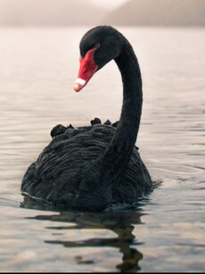 Top 10 Most Beautiful Black-Coloured Birds