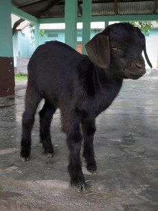 Meet Karumbi: World’s Shortest Living Goat Found Recently in India
