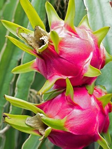 10 ways to grow dragon fruit in a pot in your terrace garden