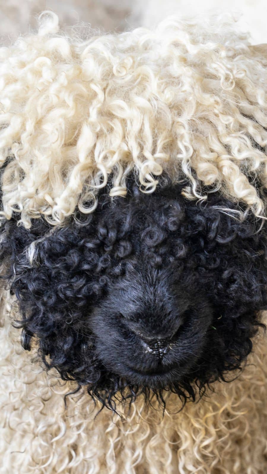 Meet the World's Cutest Sheep Breed