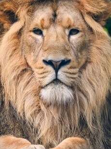 Lion Safari India: 10 Wildlife Parks to Spot Asiatic Lions