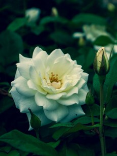 Vastu Secrets:  5 Simple Rose Remedies to Invite Wealth & Success into Your Life