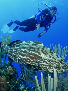 10 Epic Wildlife Snorkeling Spots You Must Visit