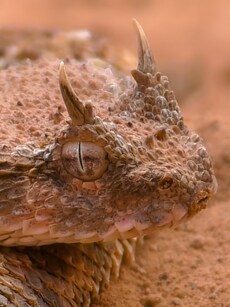10 Most Amazing Animals of the Sahara Desert