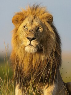 12 Animals That Can Kill a Lion