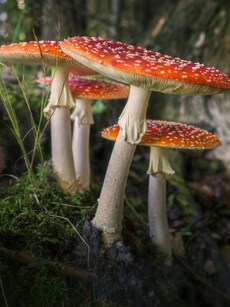 9 Most Poisonous Mushrooms That Can Kill You