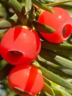 8 Wild Fruits Dangerous to Humans but Safe for Animals