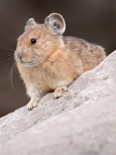 Meet Pika: The Tiny Mischief Maker of the Mountains