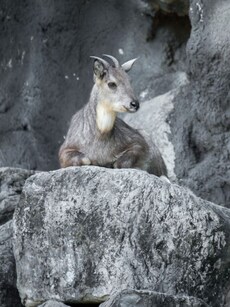 Meet Amur Goral: Long-Tailed Wild Goat on the Brink of Extinction