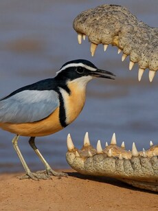 Meet the little bird that cleans a crocodile’s teeth for food
