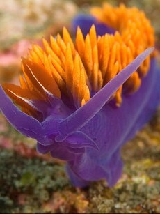 10 Stunning Purple Animals in Nature