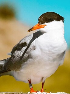 10 Animals with the Best Sense of Direction