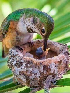 10 Birds That Build the Most Beautiful Homes in the Wild