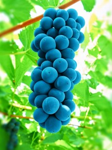 10 health benefits of black grapes for sharp eyesight, heart health