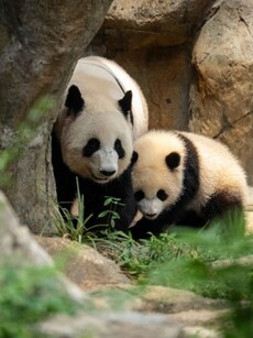 Jia Jia and De De: Meet Hong Kong’s First Native-Born Giant Pandas