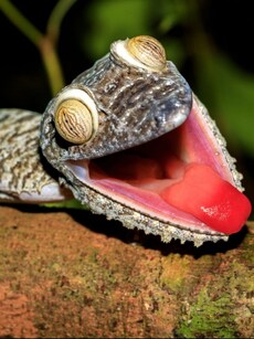 Camouflage Kings: 9 Animals That Look Like Lifeless Objects