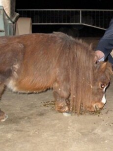 Thumbelina: Meet the World’s Smallest Horse