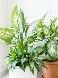 Gardening tips: 8 ways indoor plants keep you healthy, reduce stress