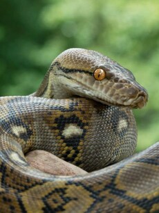 World Snake Day: Top 10 Heaviest Snakes in the World