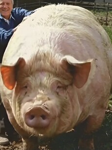 Meet Big Bill: World’s Heaviest Pig Ever Recorded