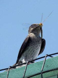 From Bluebirds to Barn Swallows: 7 Birds That Eat Mosquitoes