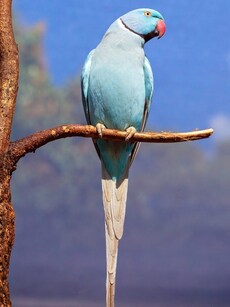 10 Best Destinations in India for Birdwatching